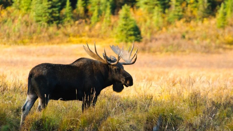 Moose in Canada