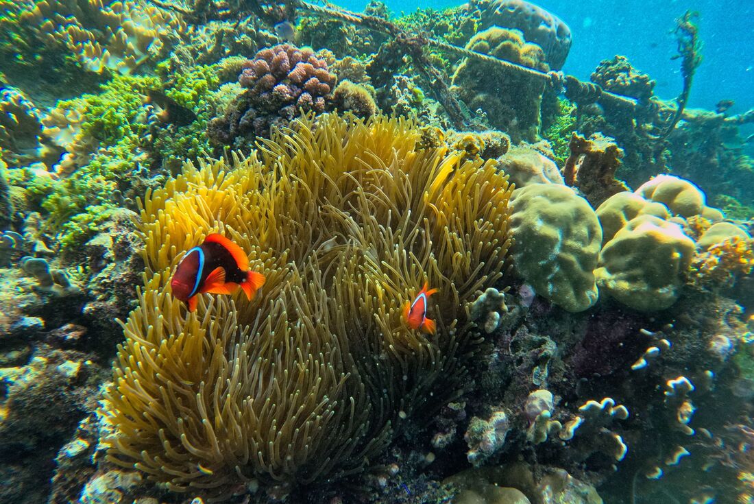 Clownfish seen snorkelling on a reef off Panglao Island in the Philippines