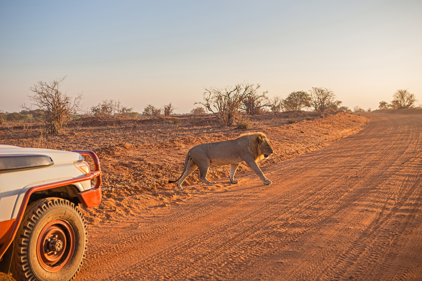 A lion walking in the wilderness