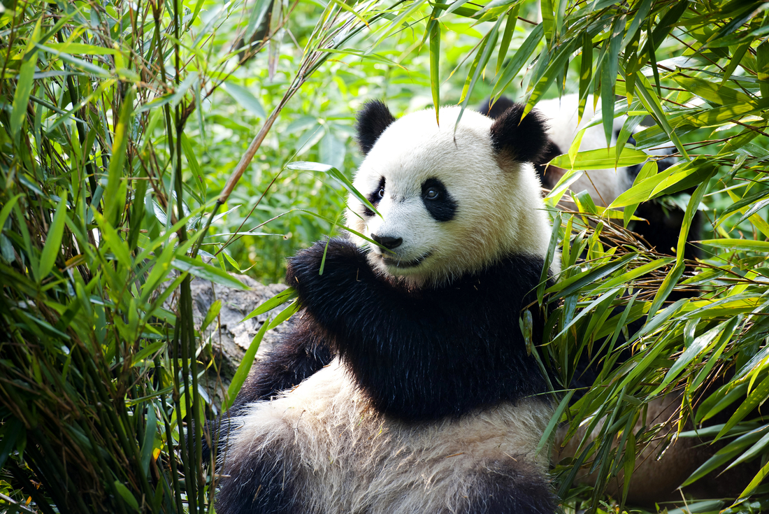 china_panda-giant-bamboo