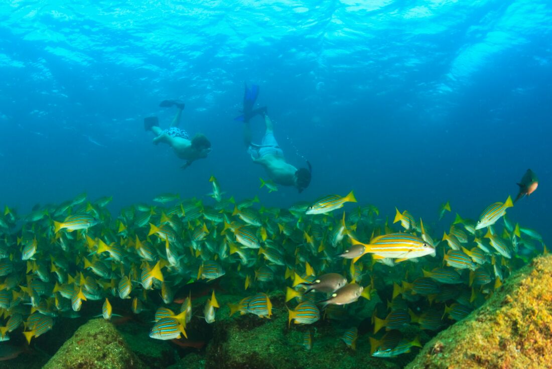 Snorkelling among fish in Isla Espiritu Santo waters in Baja California