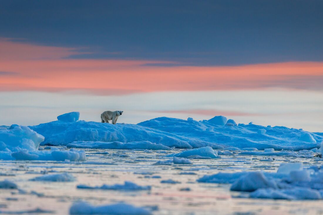 A Polar Bear wanders the icey landscape around Scoresbysund, Greenland