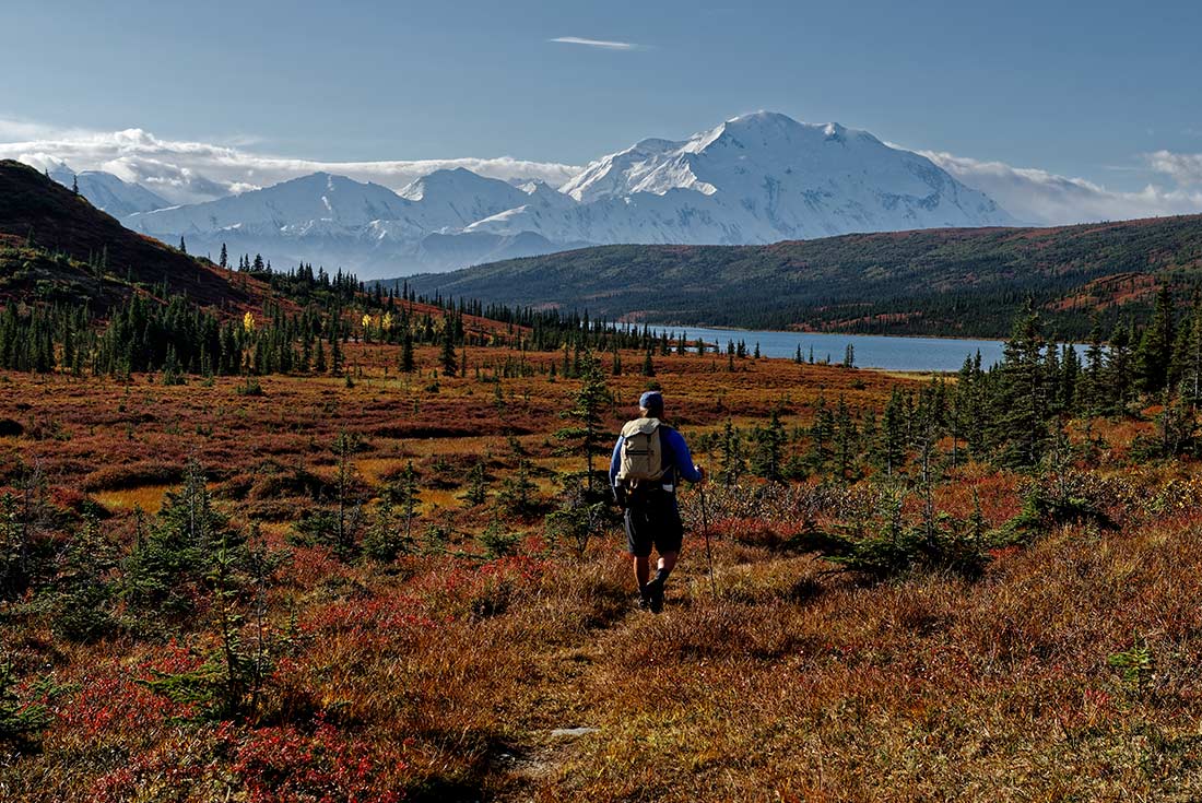 Traveller hiking through Denali National Park, Alaska