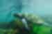 Snorkelling with sea turtles, Galapagos Islands