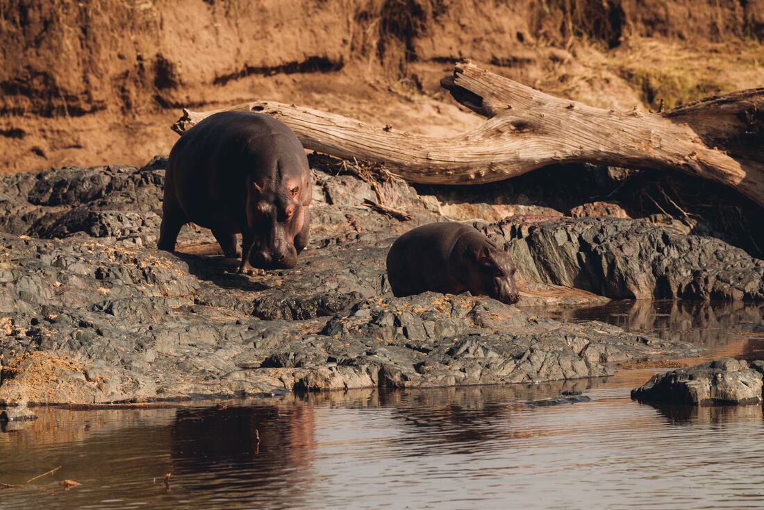 Hippopotamus parent and calf at a watering hole