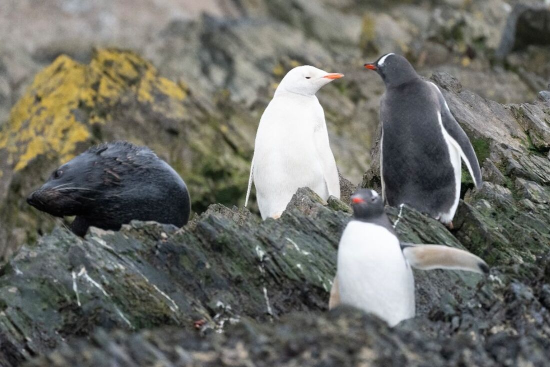 An albino gentoo penguin spotted on the shores of an Antarctic island