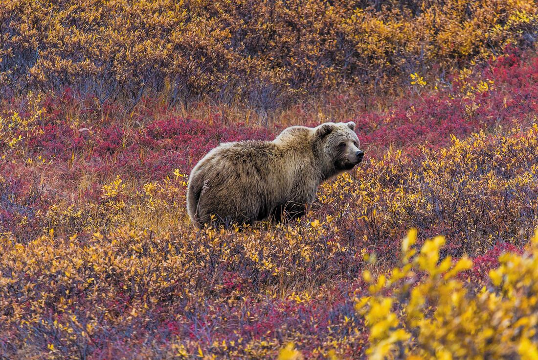 Grizzly Bear roaming in Denali National Park, looking at the camera amongst yellow and purple wildflowers