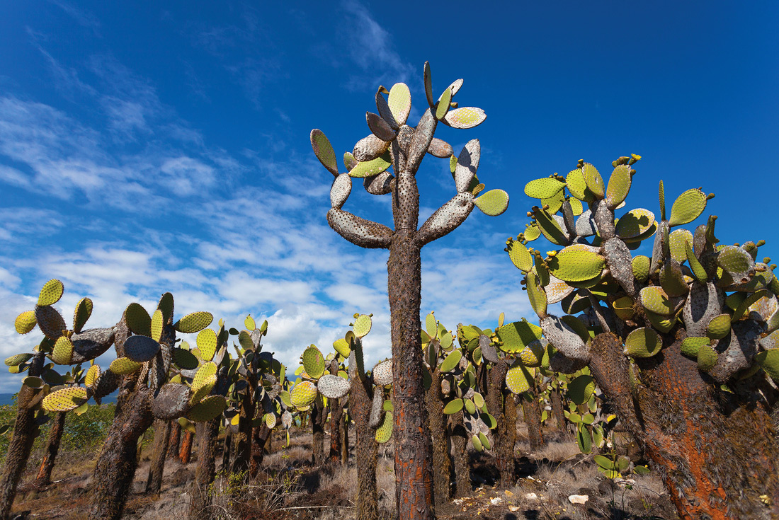Opuntia Forest, Santa Fe, Galapagos Islands
