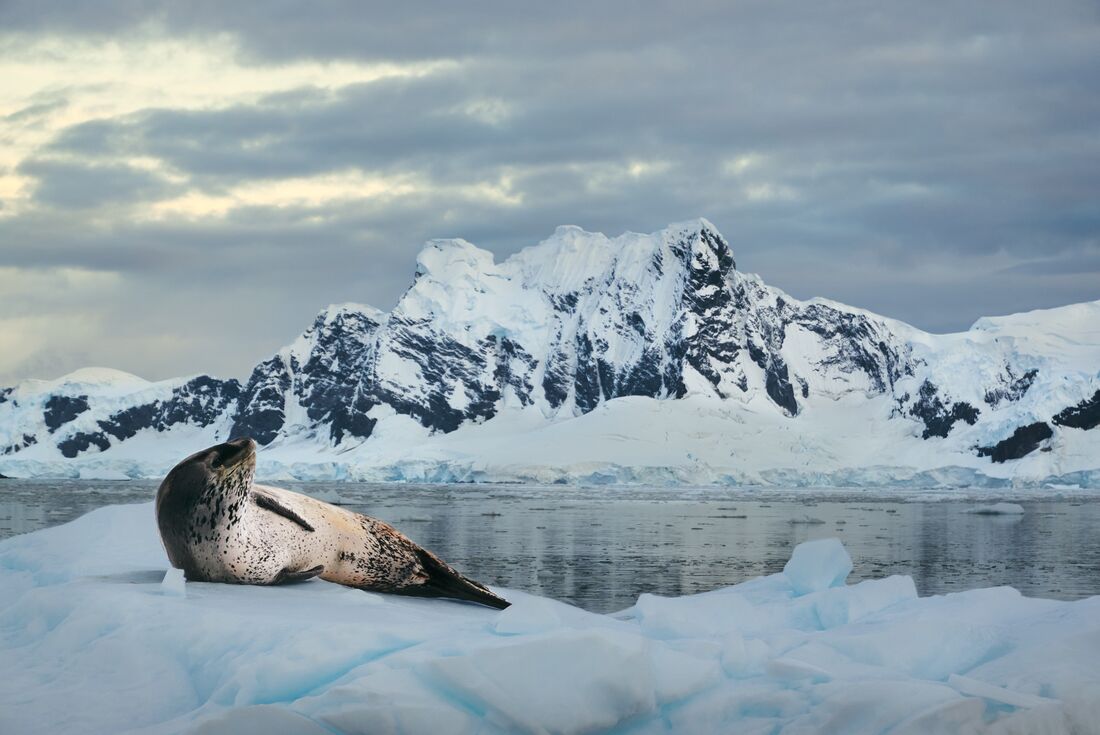 A leopard seal lounges on a passing iceberg, seen on a zodiac excursion in Antarctica