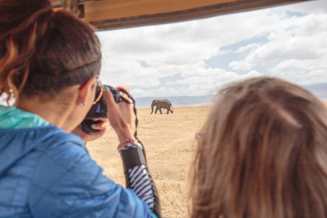 Young Intrepid travellers spot and photograph a lone elephant on the plains of Ngorongoro Crater in Tanzania