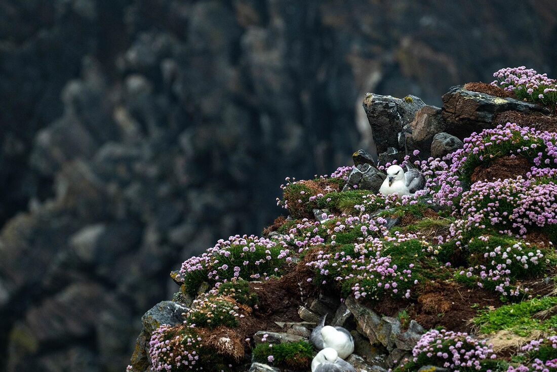 Northern fulmar nesting among bright wildflowers on St Kilda Island in the North Atlantic