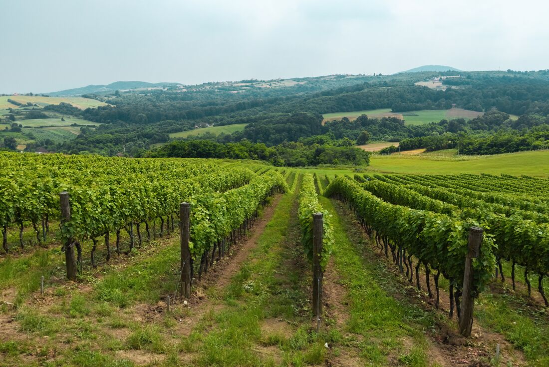 Rows of vineyard grape vines go down a hill into the distance in northern Serbia near Subotica