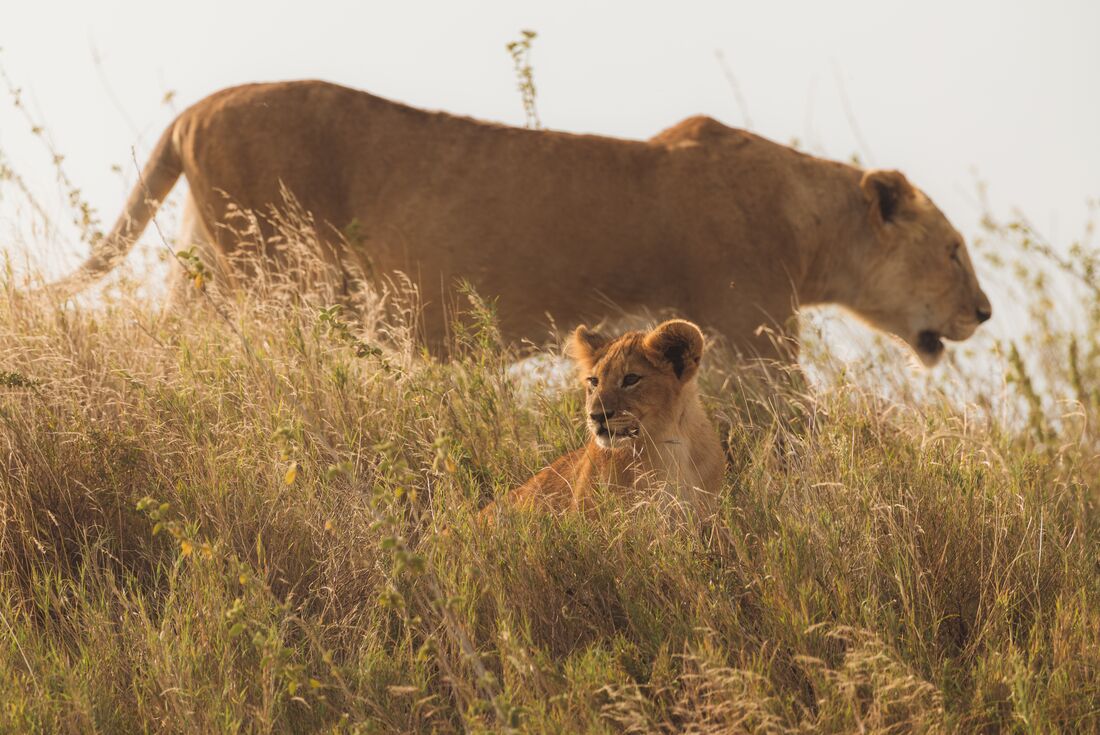 Lion cubs play while mother stalks above