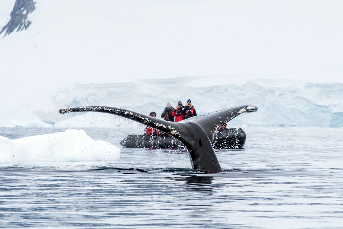 Travellers on a zodiac in backgroound with a whale fluke in foreground