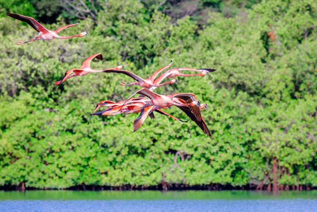American flamingos flying over Guanaroca Lagoon on a lagoon boat tour