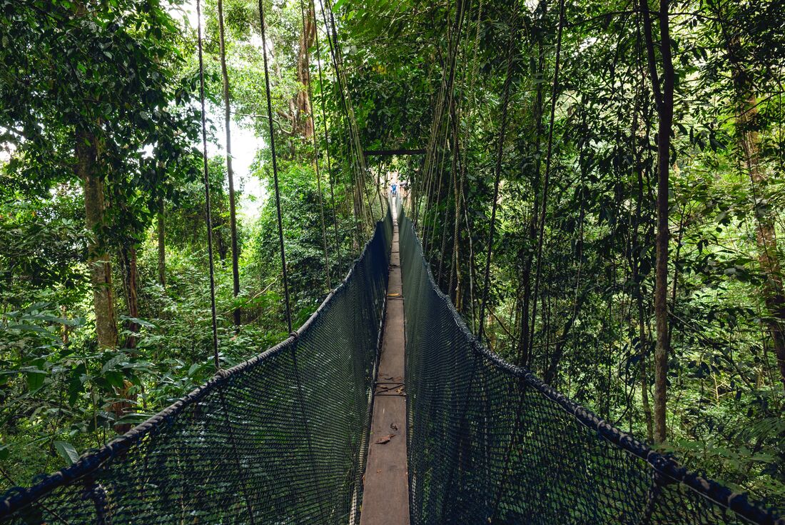 Suspension bridge leads into distance surrounded by thick rainforest in Poring in Borneo