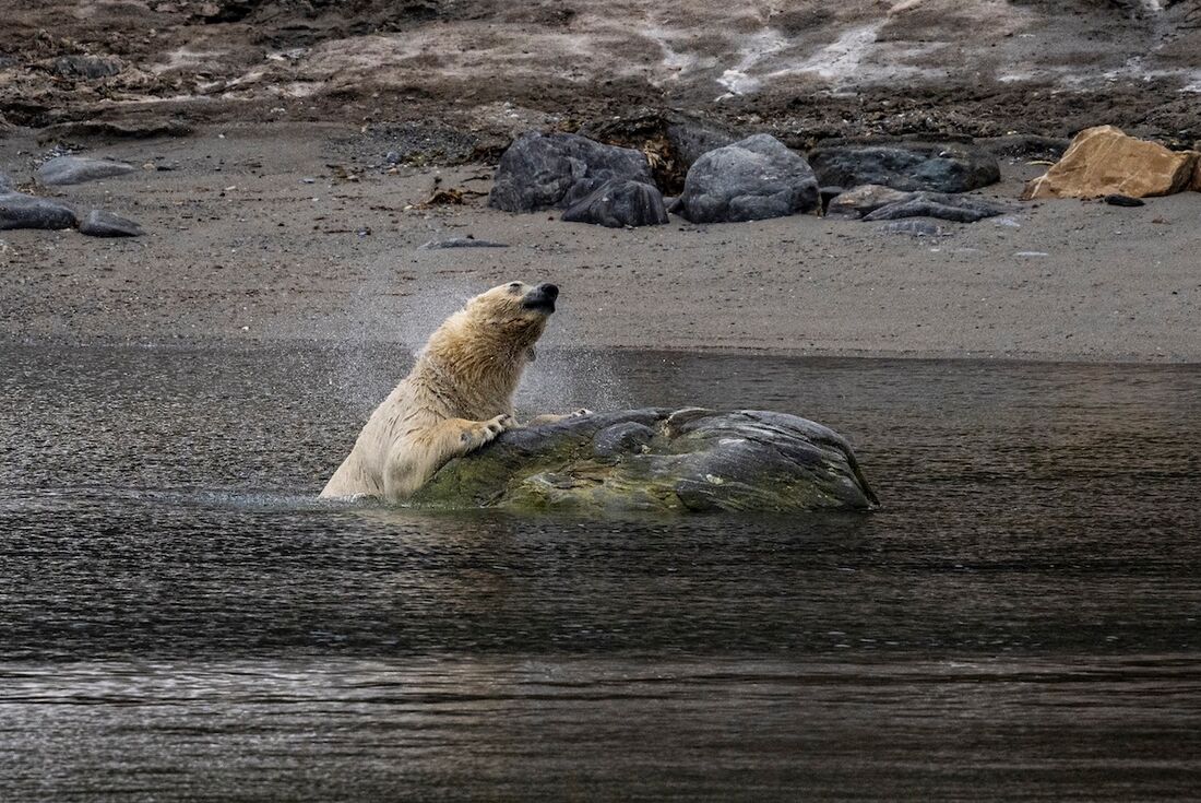Polar bears emerging from the sea at Ny London