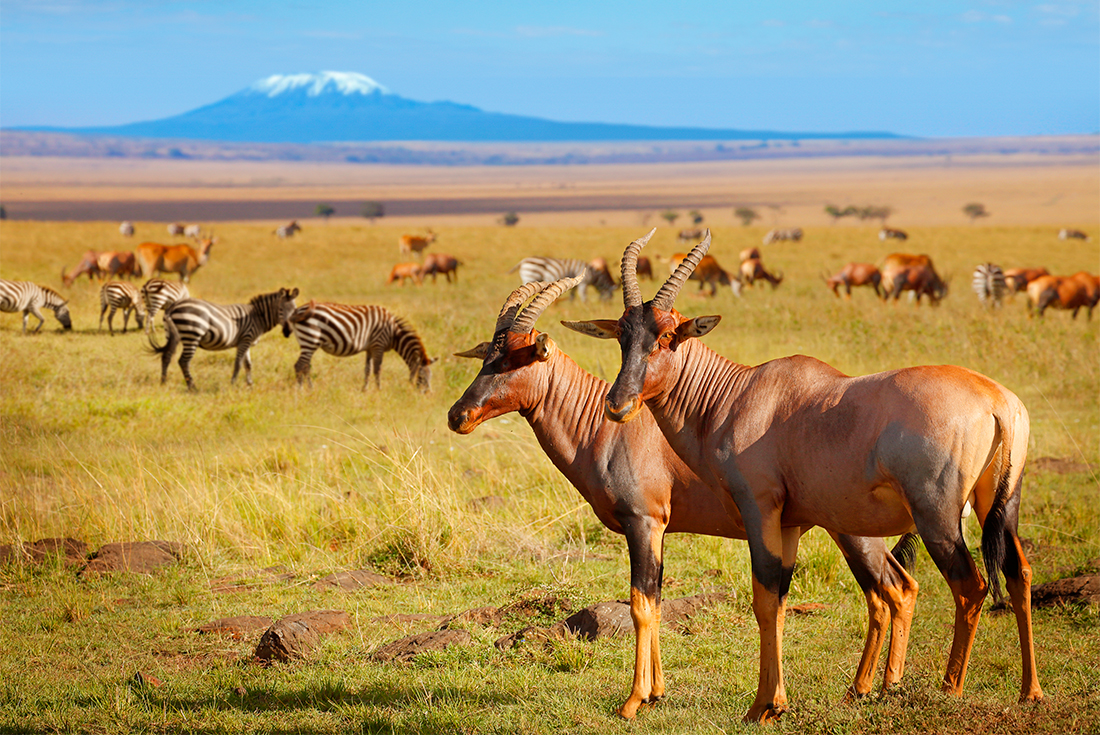 Antelope and zebras with Mount Kilimanjaro in the background, Ambolesi National Park
