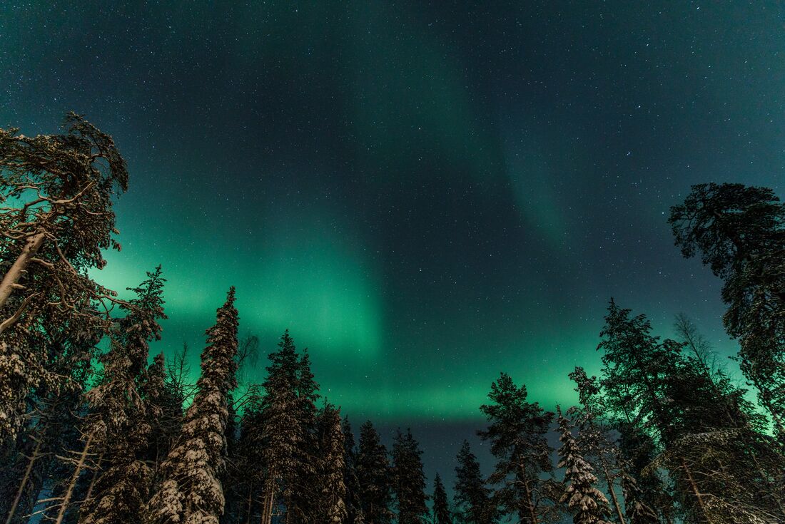 Green glow of the Northern Lights with pine trees on horizon in Finland