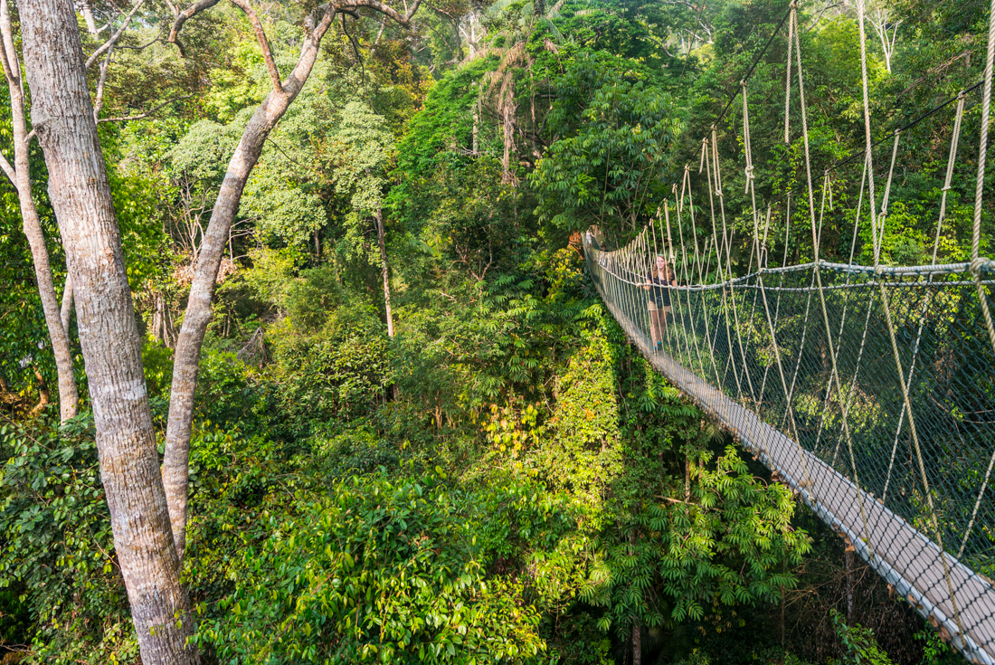 Rope suspension bridges through Teman Negara National Park canopy