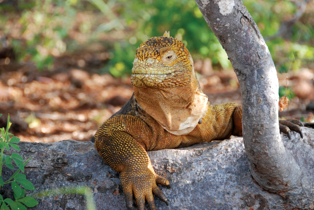 Galapagos land iguana, Ecuador