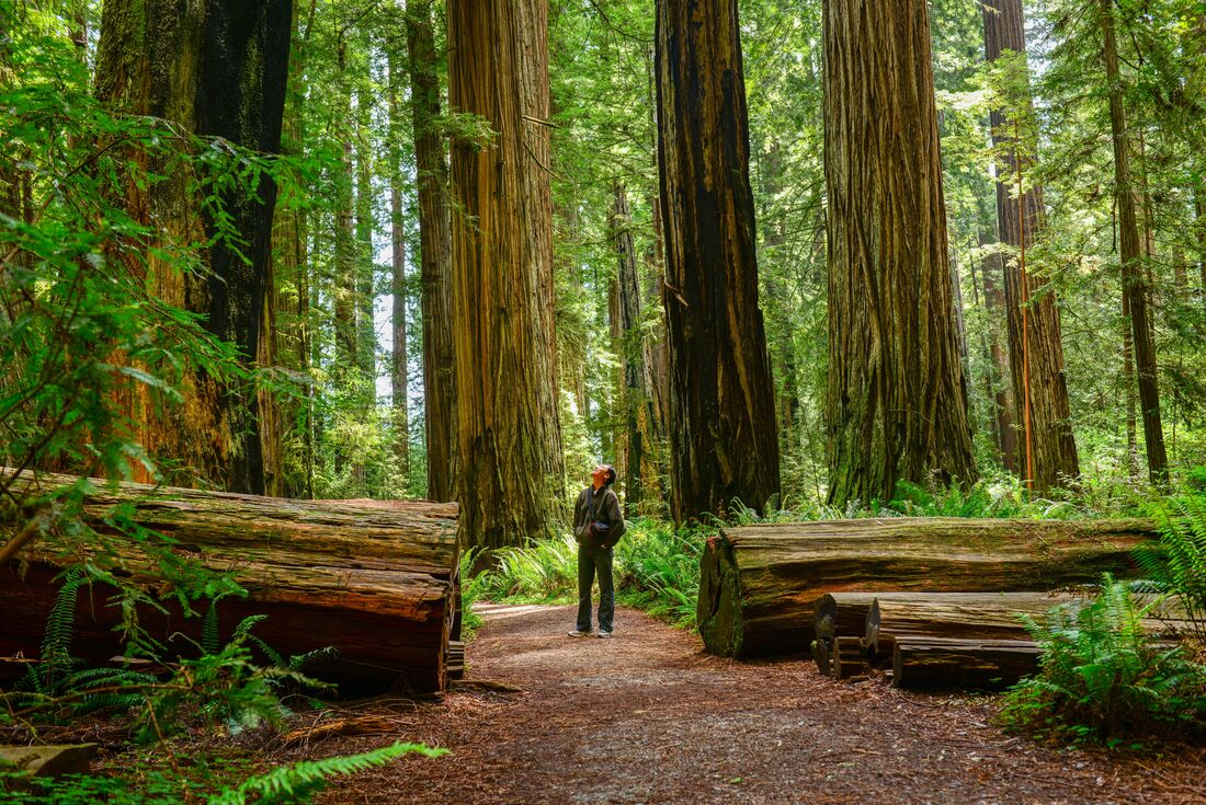 Traveller looks up at the canopy of Redwood National Park while walking between two halves of an enormous down tree