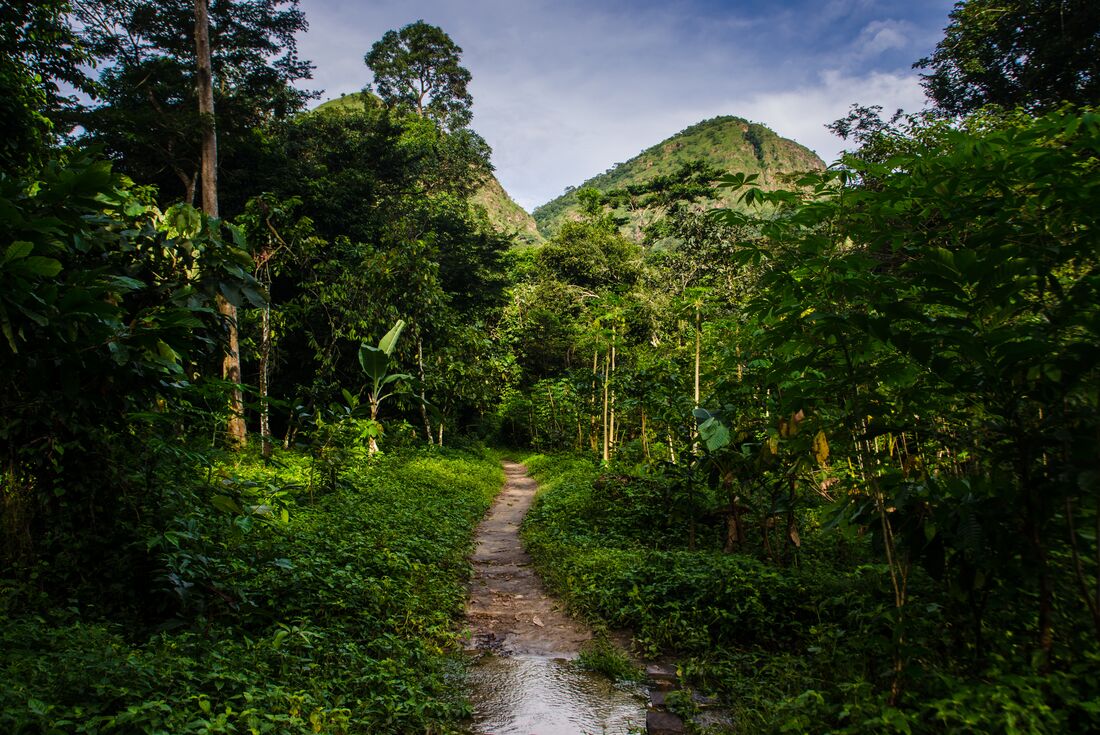 Thick rainforest on either side of a dirt path leading to Wli Waterfall with mountains beyond in Volta Region of Ghana