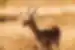 A gazelle in the plains of the Serengeti