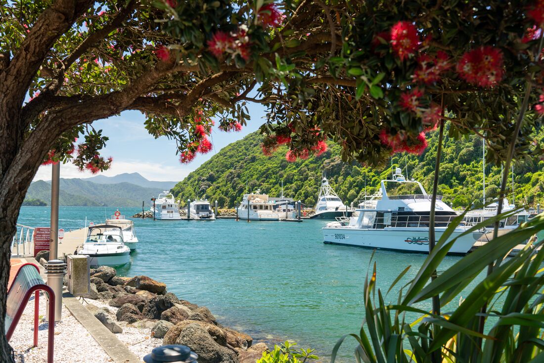 Scenic view of Picton waterfront with boats in the bay, framed by a Pohutukawa tree, New Zealand