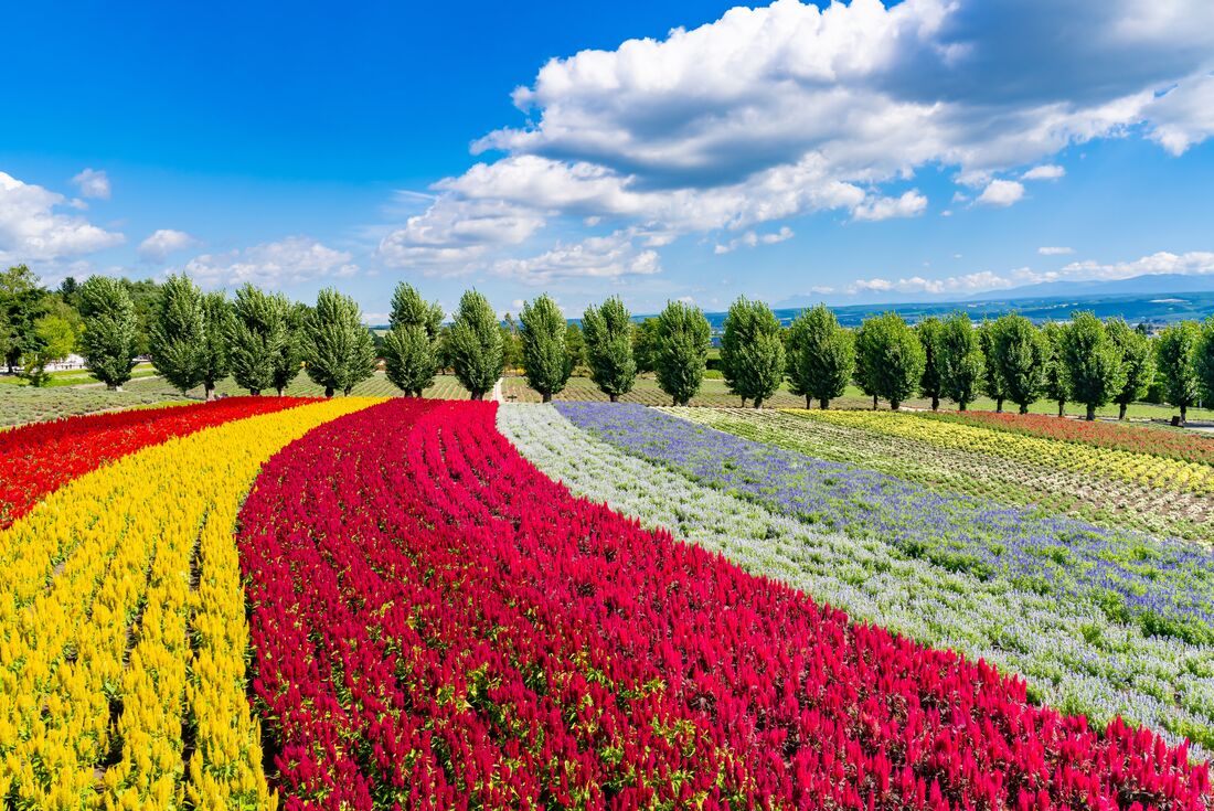 Flower fields of bright colours in curving rows run toward a row of trees