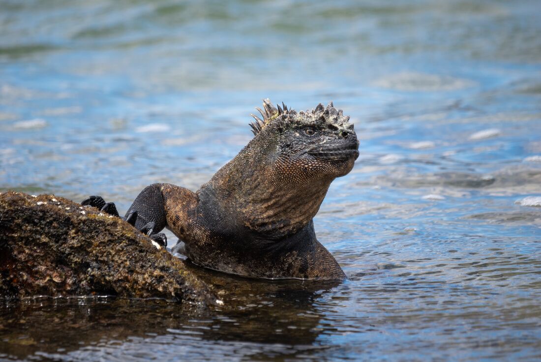 Marine Iguana emerges from the water in the Galapagos