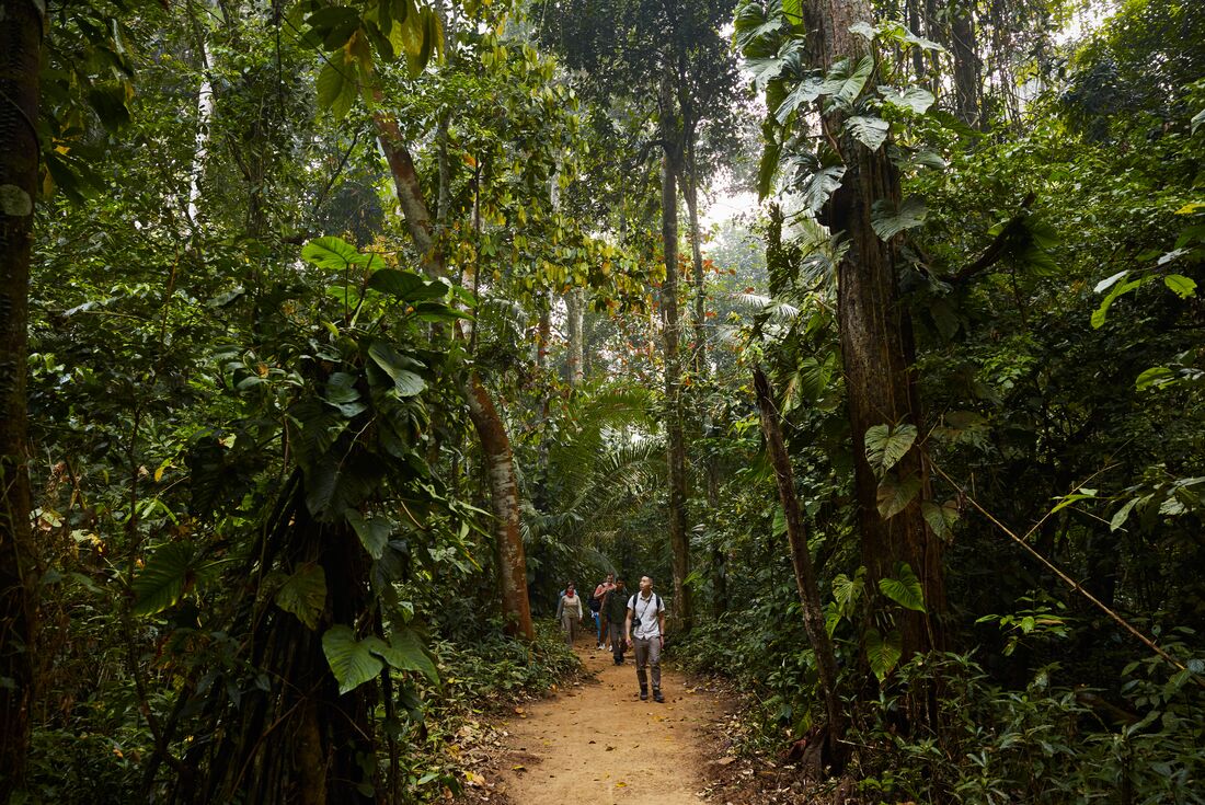 Intrepid travellers and leader walk down a densely green path in the Amazon