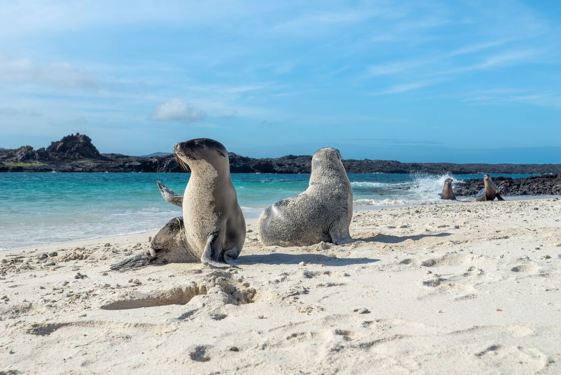 Sea lions covered in sand lounge on the beach on a Galapagos Island