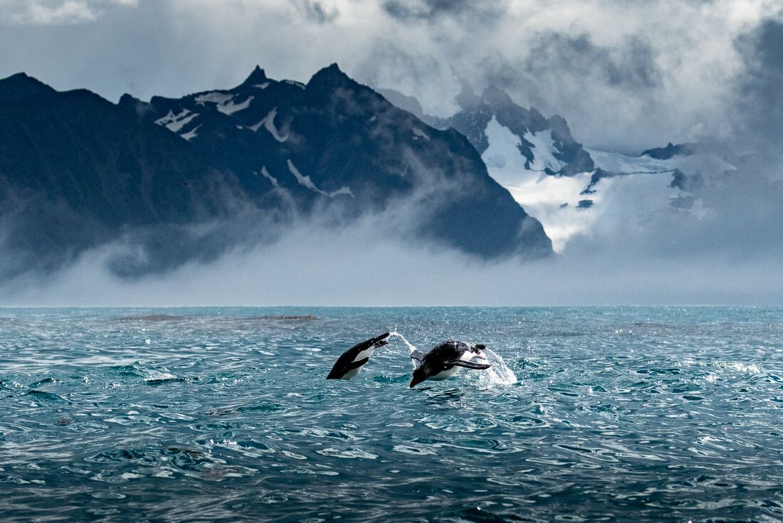 Gentoo penguins swim jump and dive off the coat of Antarctica at Royal Bay