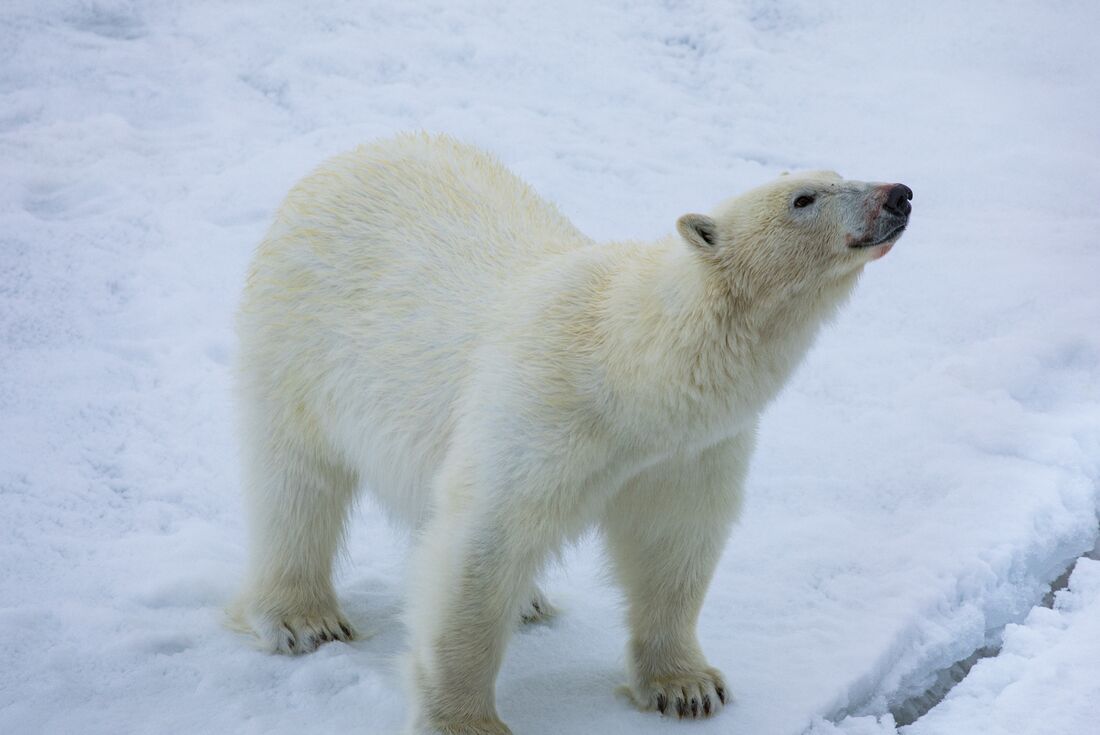 Close-up of a polar bear