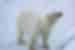 Close-up of a polar bear