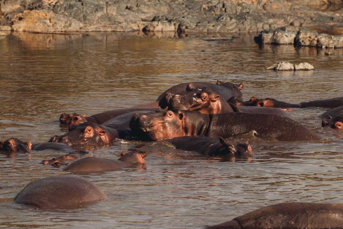 Hippos in Serengeti National Park