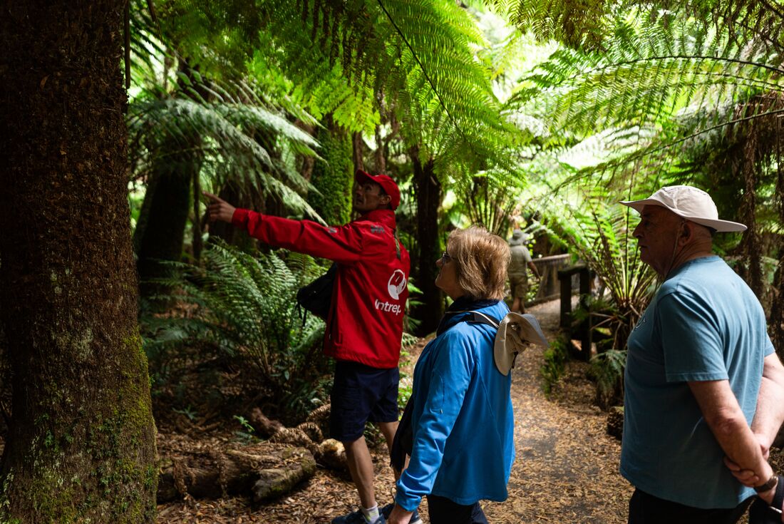 Leader explains local plant life to Intrepid travellers in Tasmania's Tarkine rainforest in Australia
