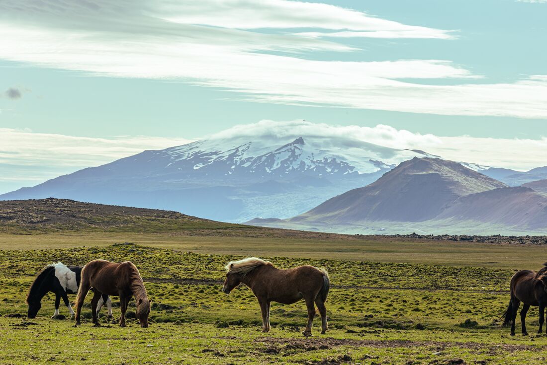 Horses graze in a huge open field with with Icelandic mountains in the background