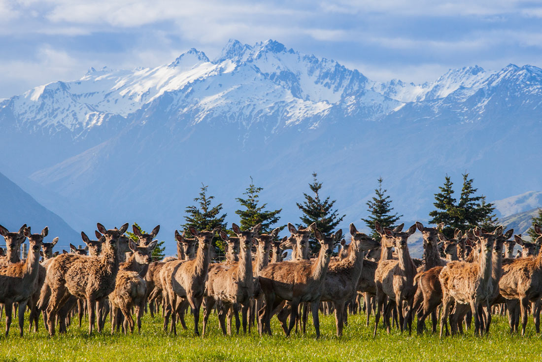 Criffel Station deer farm on South Island, NZ