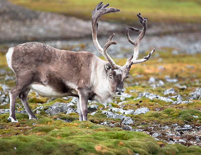 Arctic eindeer