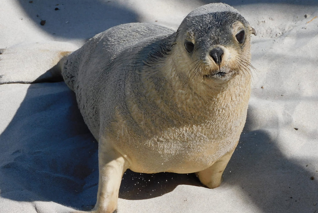 Seal Bay Conservation Park, Kangaroo Island, South Australia