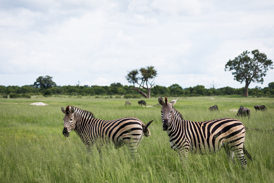 Zimbabwe, Hwange National Park, zebra pair landscape