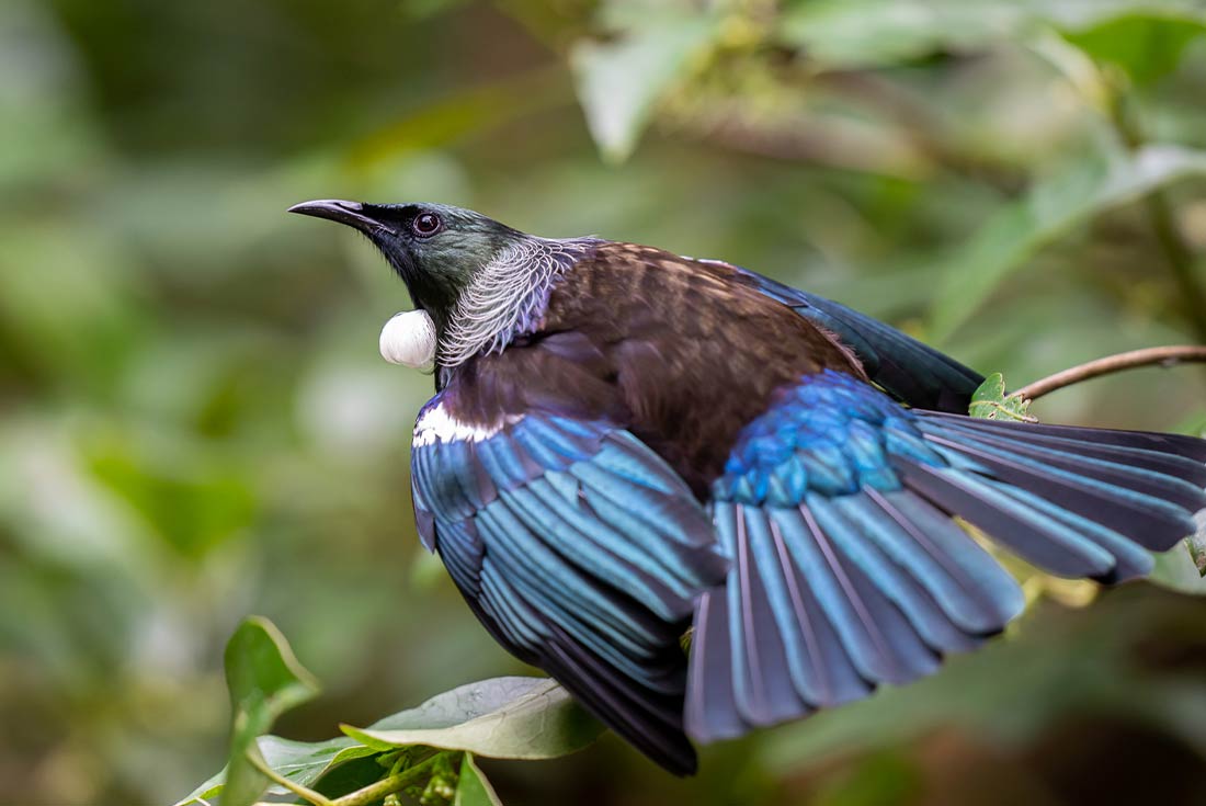 Zealandia Sanctuary, Wellington, North Island, New Zealand
