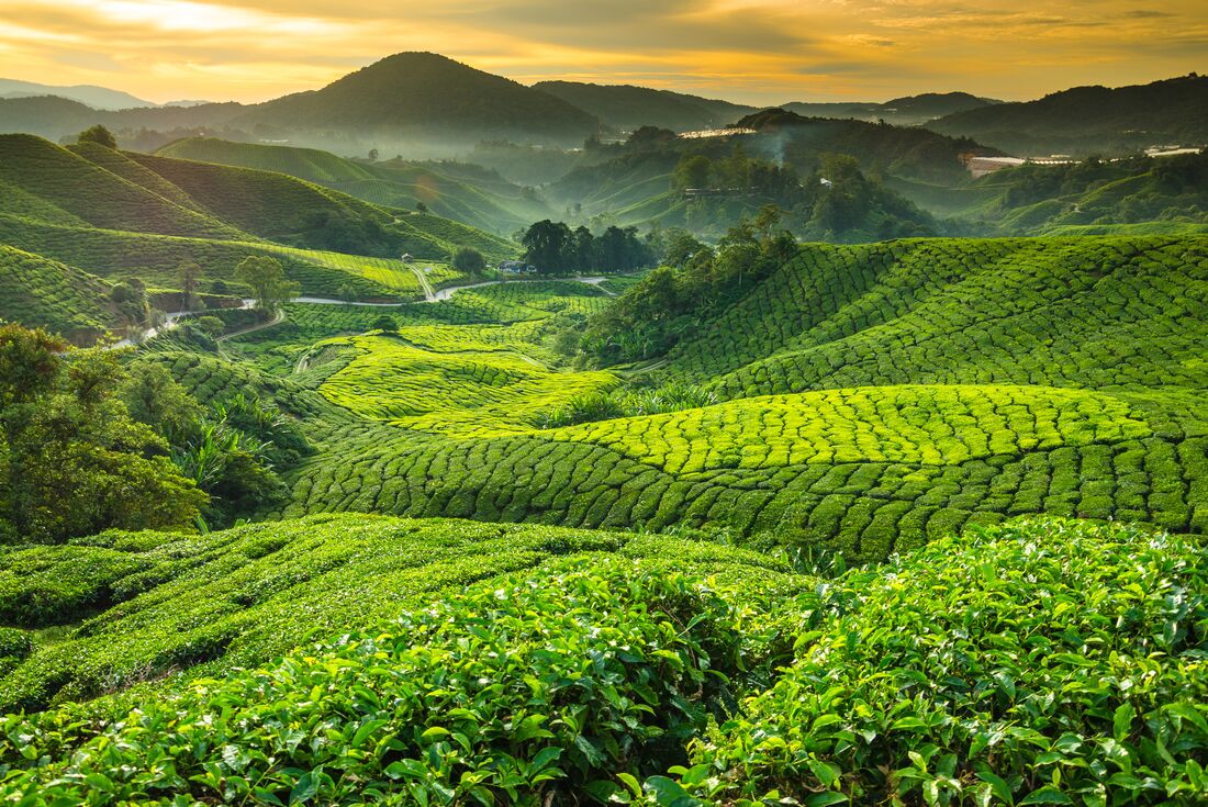 Sunrise over tea plantation in the Cameron Highlands