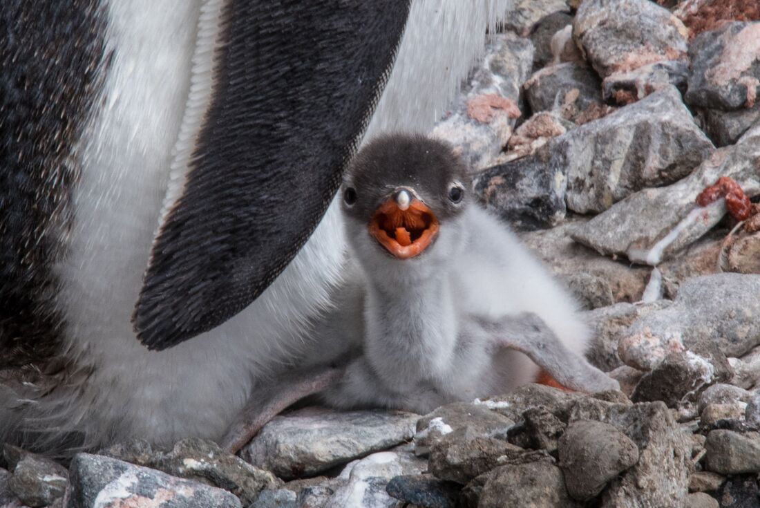 A brave little gentoo penguin chick at Port Lockroy