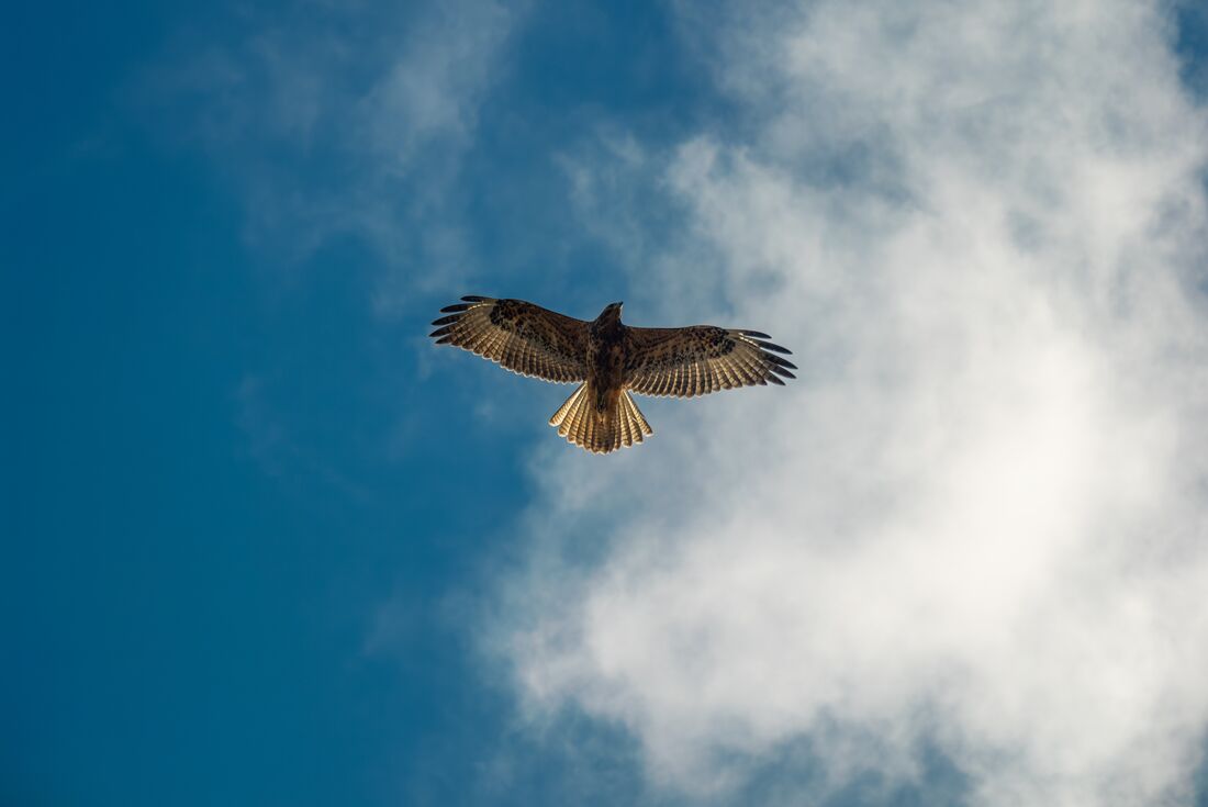 Hawk flying overhead on Isla Isabela in the Galapagos