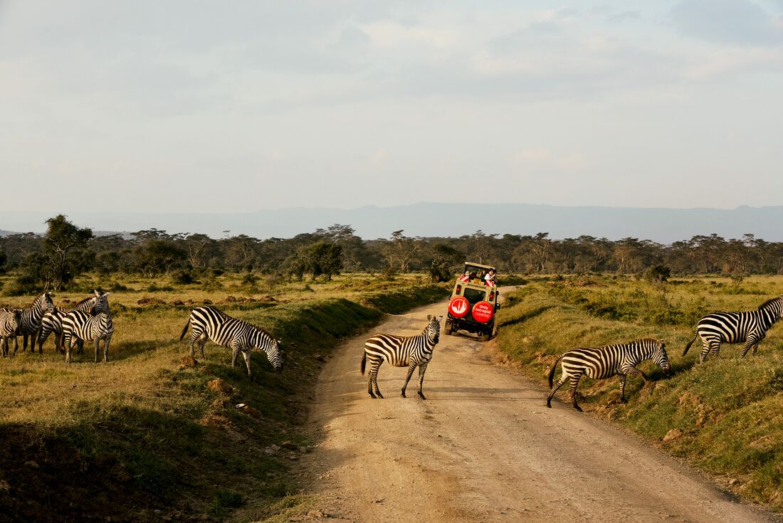 A quick stop at the zebra crossing in Lake Nakuru National Park