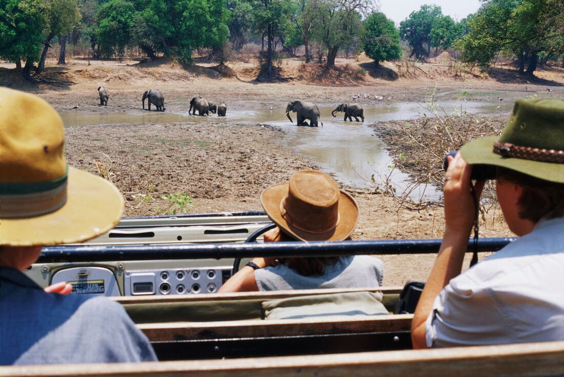 Watching a herd of elephants in South Luangwa National Park, Zambia