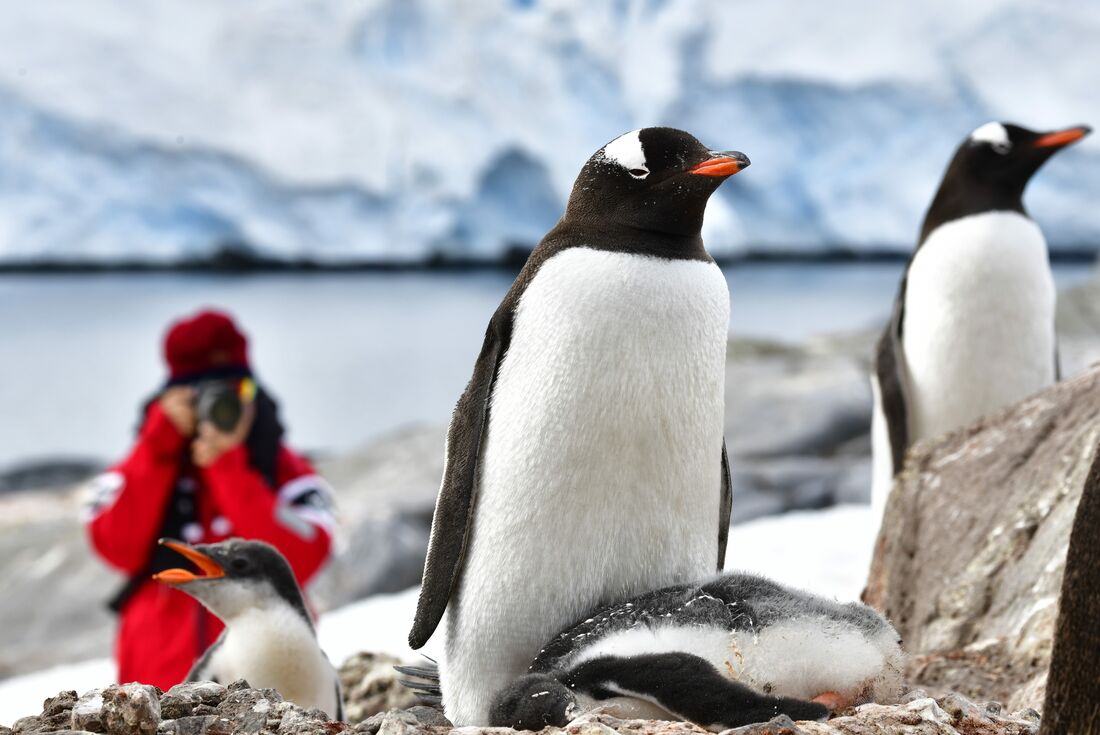 Getting up close and personal with the wildlife of Antarctica
